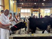 documents/gallery/Go-Pujana_at_SCM_Shirali_Goshala_and_Kembre_Farm_Goshala/Gopujana at Shirali (1).jpg